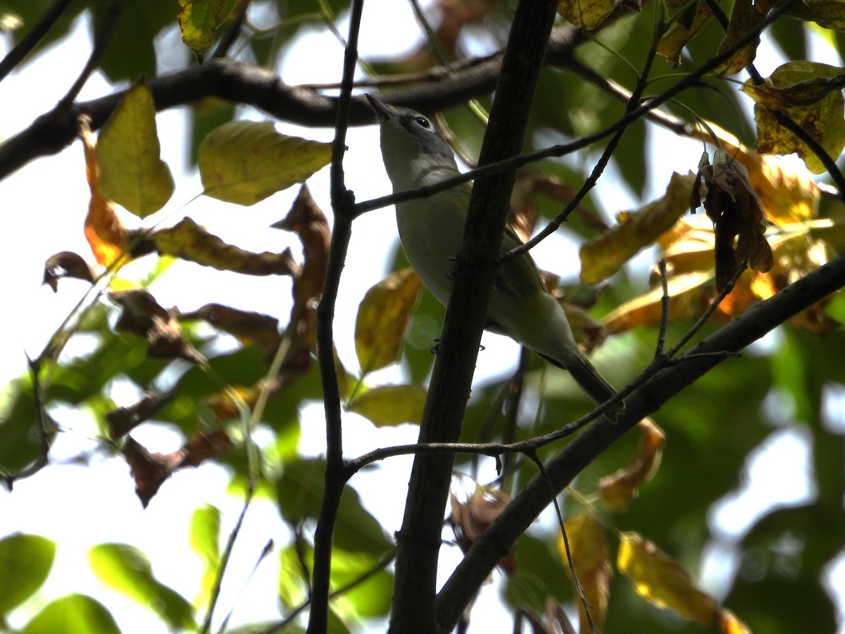 Blue-headed Vireo - ML641800656