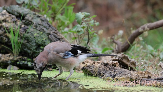 Eurasian Jay (Eurasian) - ML641800683