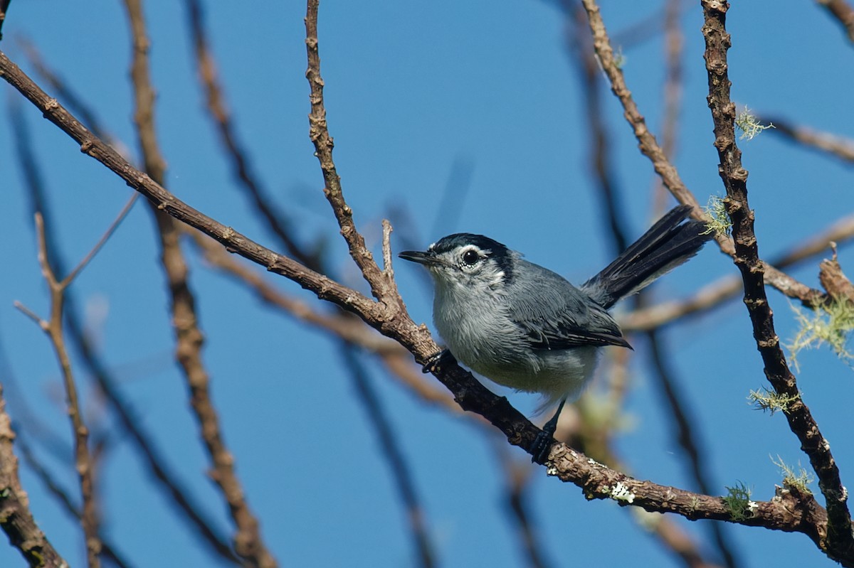 White-browed Gnatcatcher - ML641800696