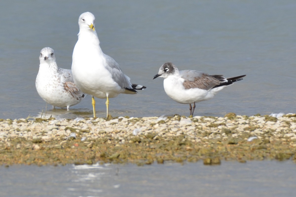 Franklin's Gull - ML641800706