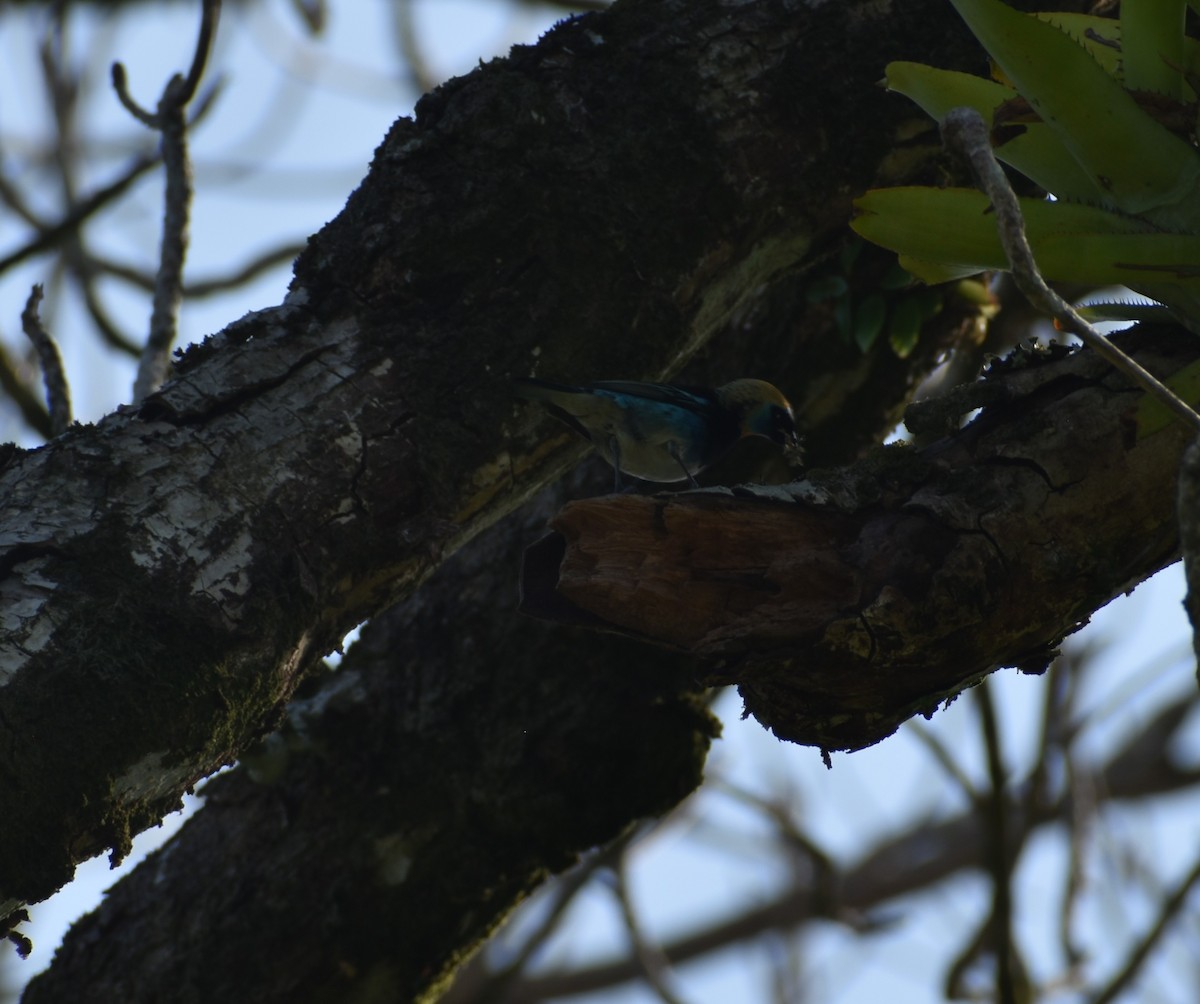 Golden-hooded Tanager - ML641800709