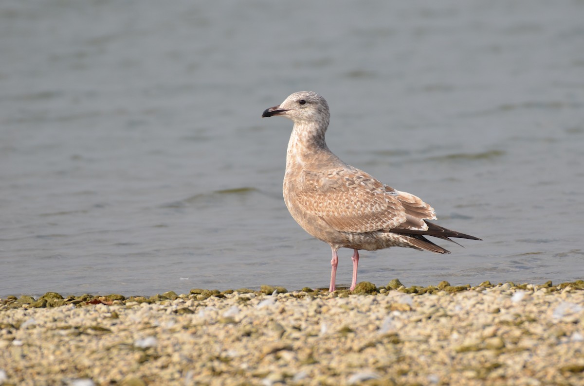 American Herring Gull - ML641800712
