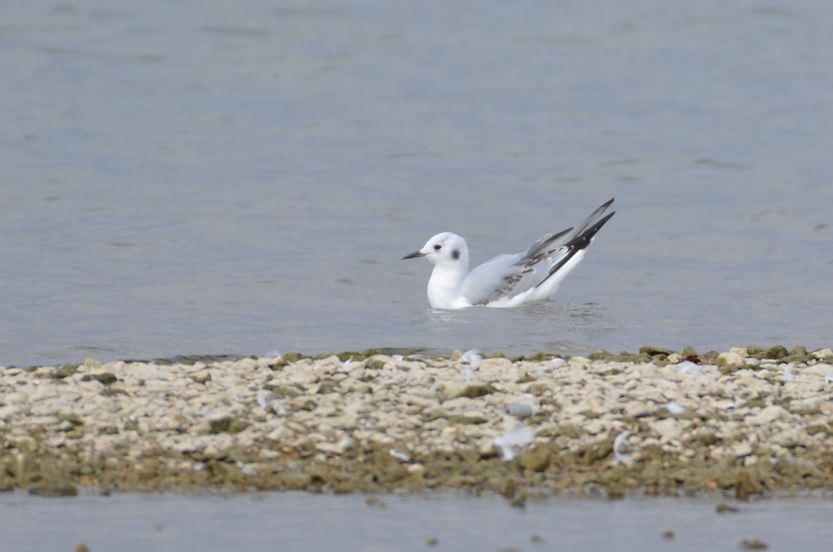 Bonaparte's Gull - ML641800717