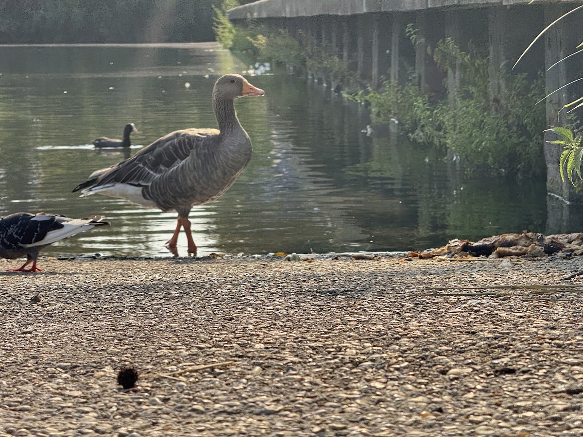 Graylag Goose - ML641800774