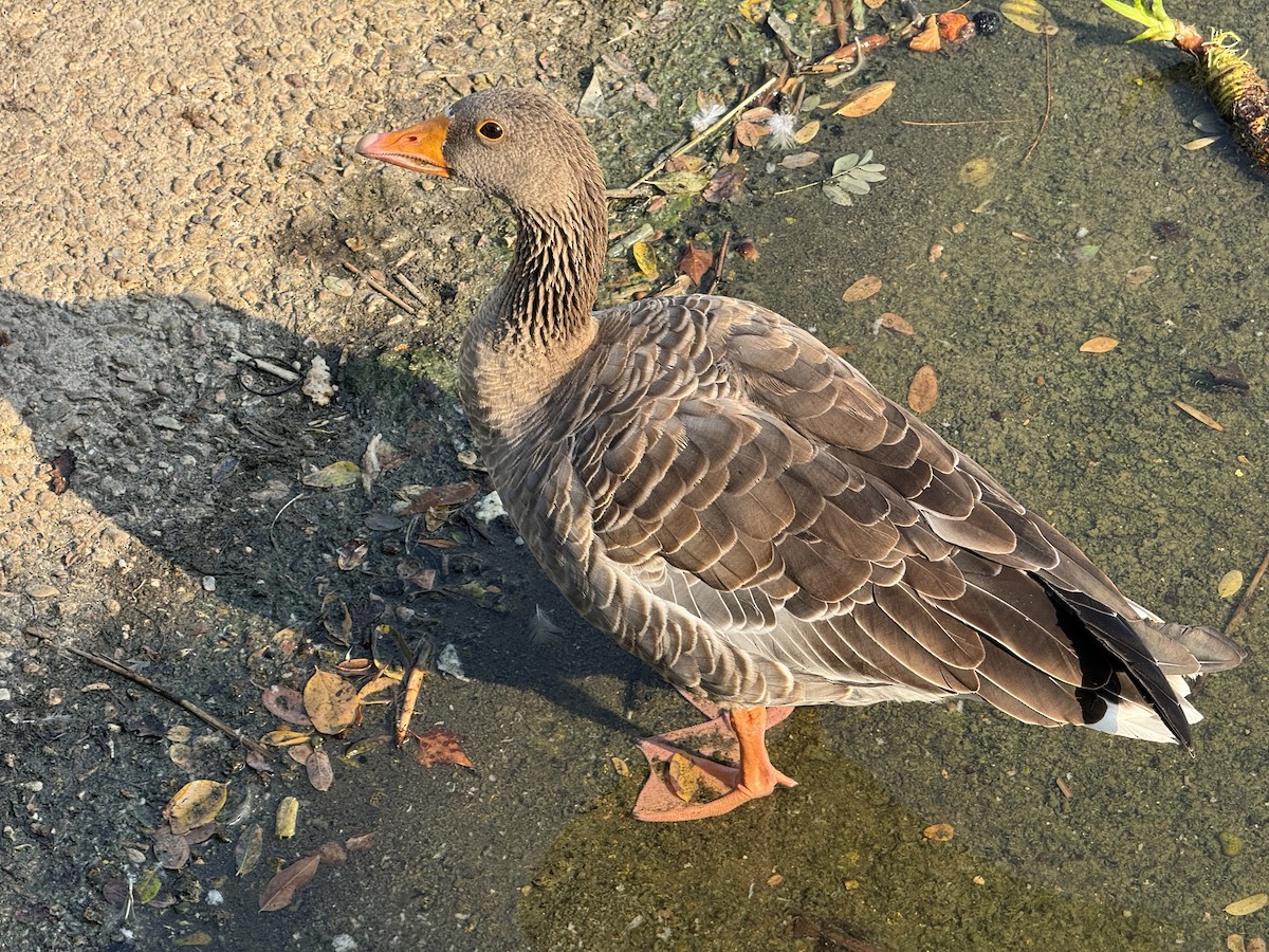 Graylag Goose - ML641800775