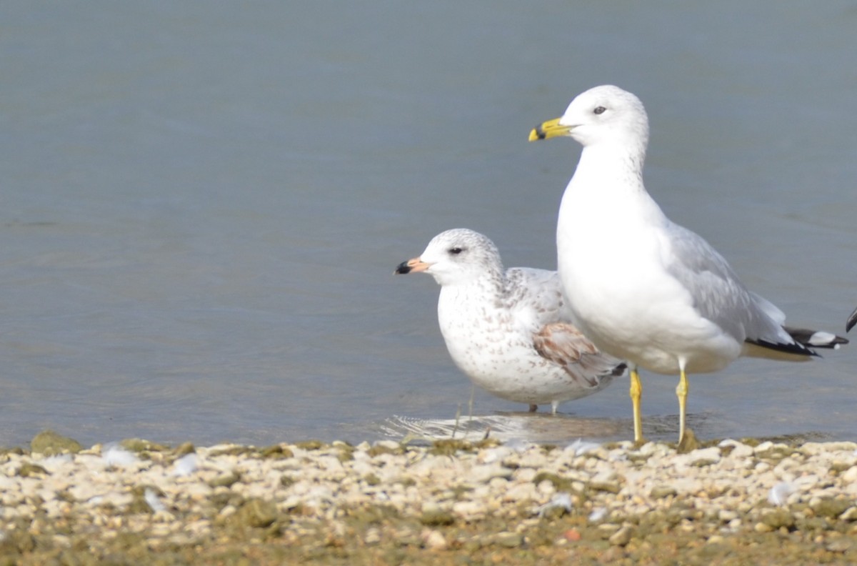 Ring-billed Gull - ML641800776
