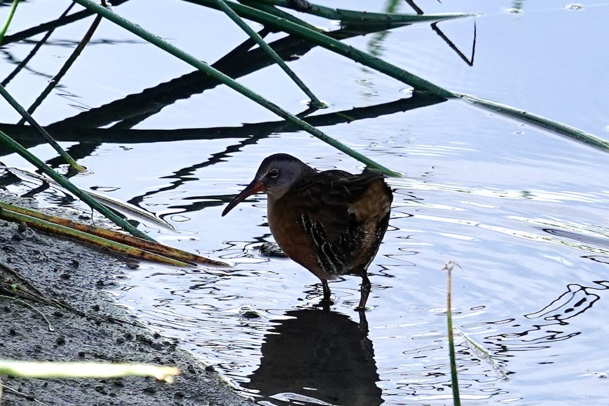 Virginia Rail - ML641800786