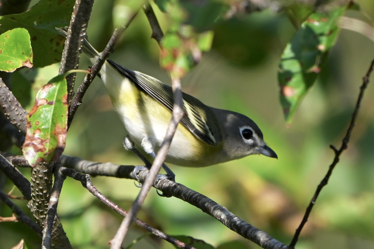 Blue-headed Vireo - ML641800790