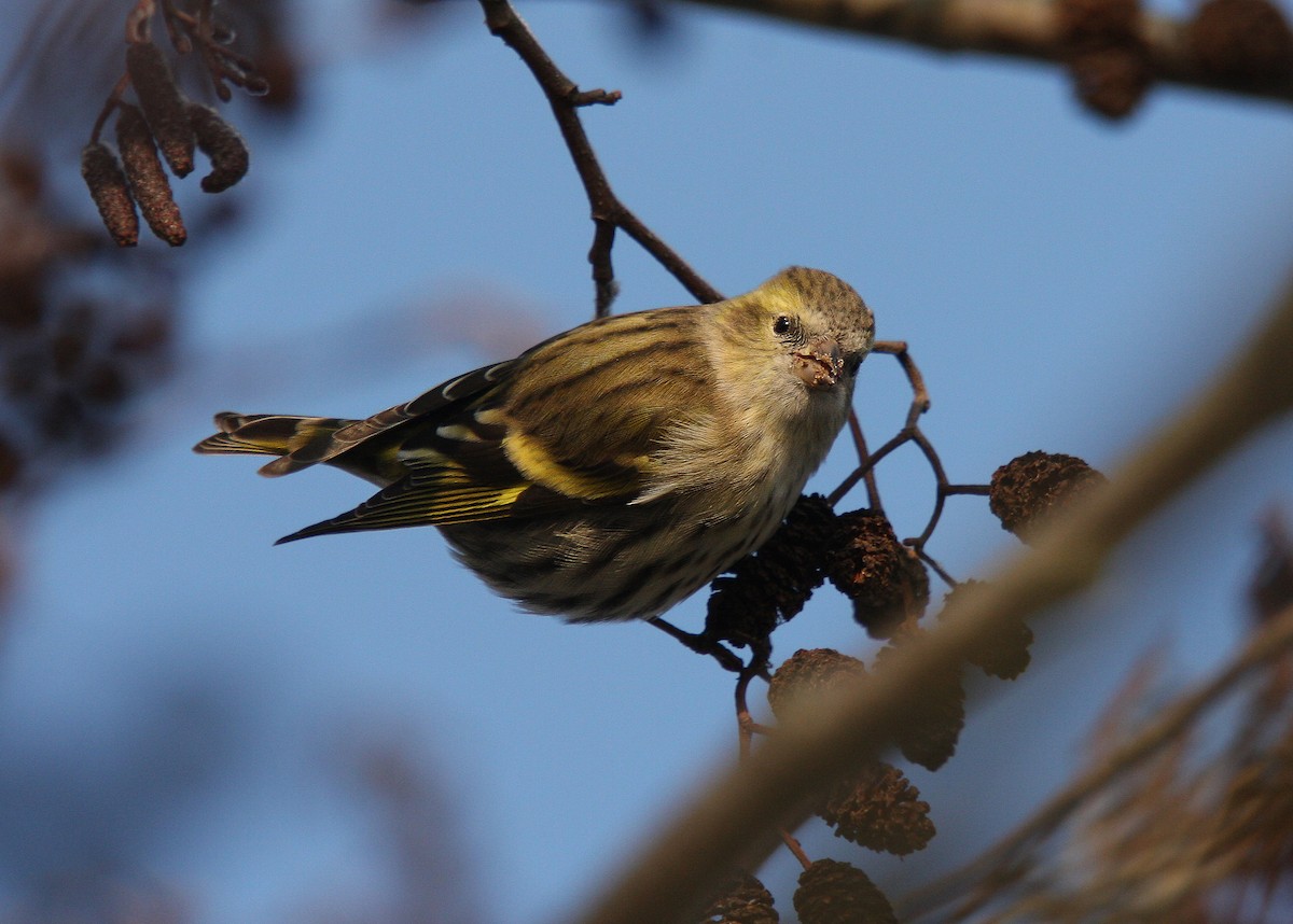 Эгэл ногоолзой - ML64180081