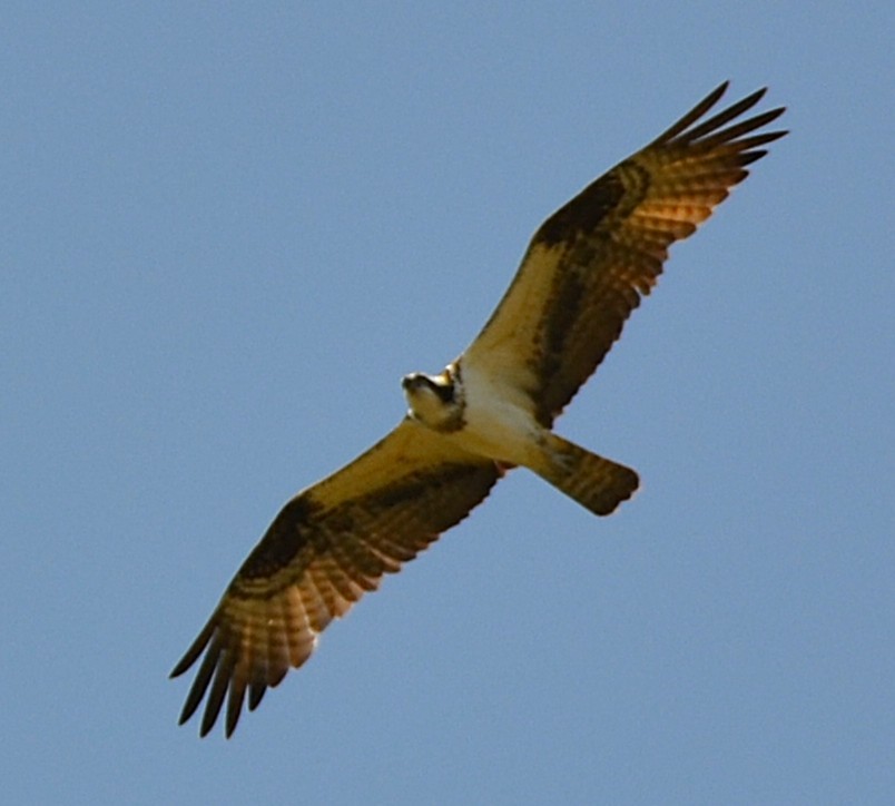 Osprey - ML641800812