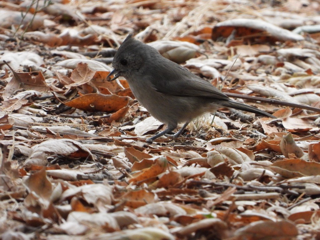 Oak Titmouse - ML641800904