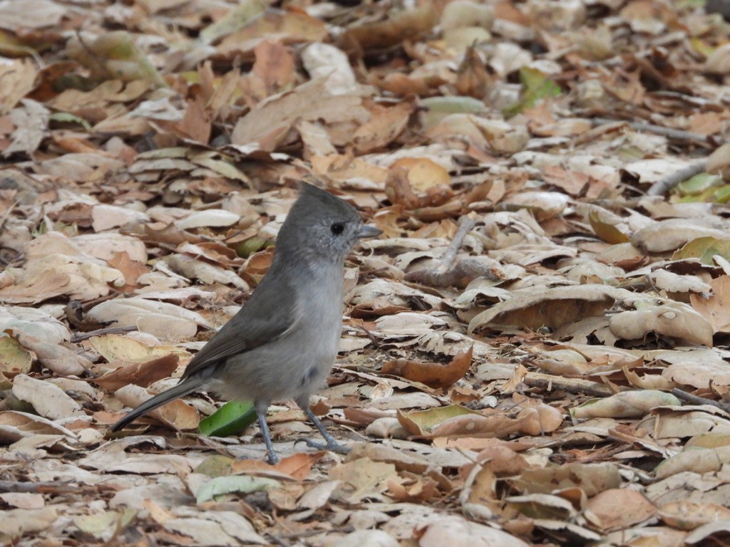Oak Titmouse - ML641800905