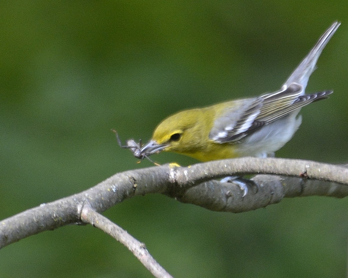 Sarı Gerdanlı Vireo - ML641800910