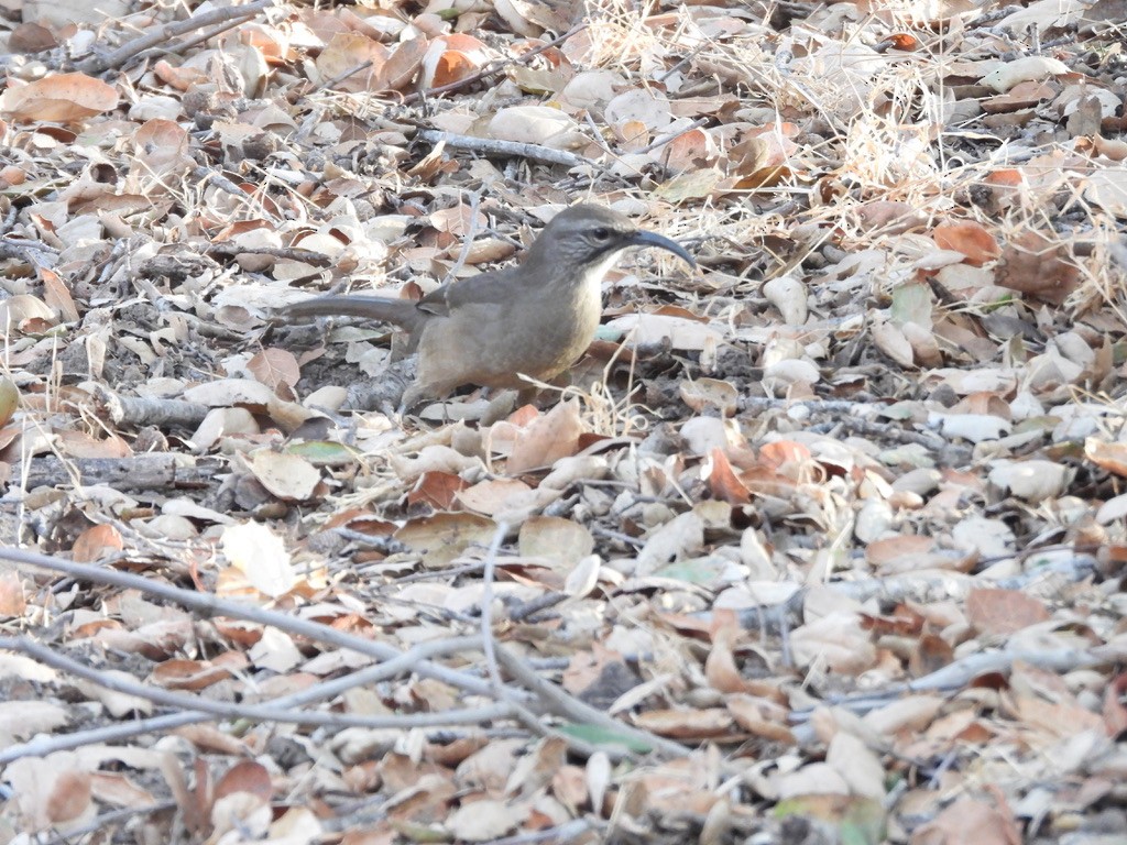 California Thrasher - ML641800914