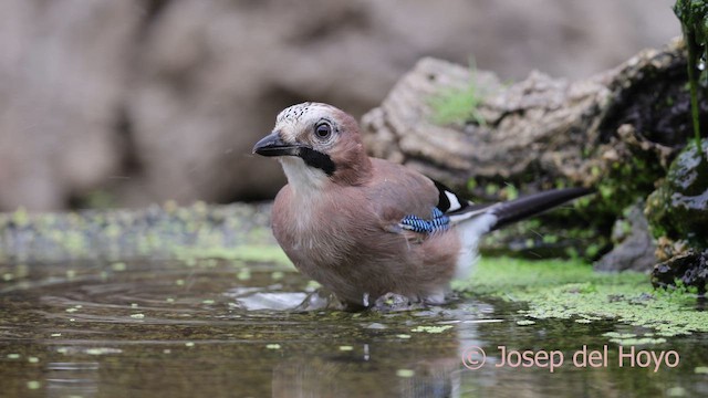 Eurasian Jay (Eurasian) - ML641800915