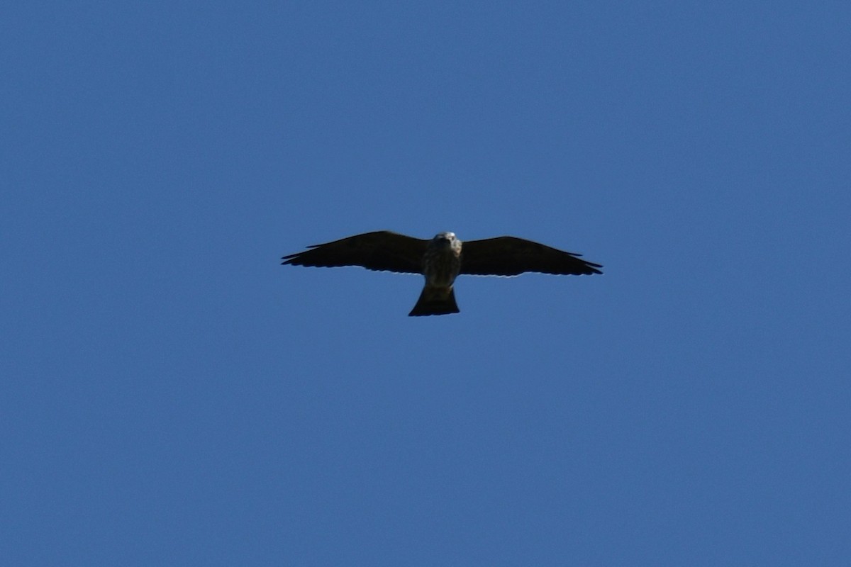 Mississippi Kite - ML641801000