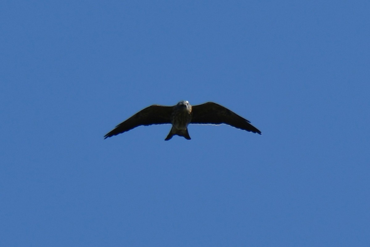 Mississippi Kite - ML641801001