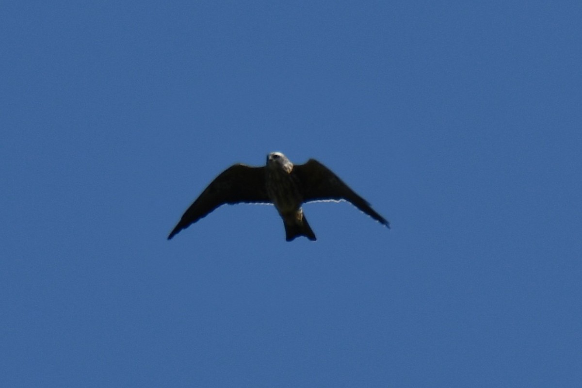 Mississippi Kite - ML641801002