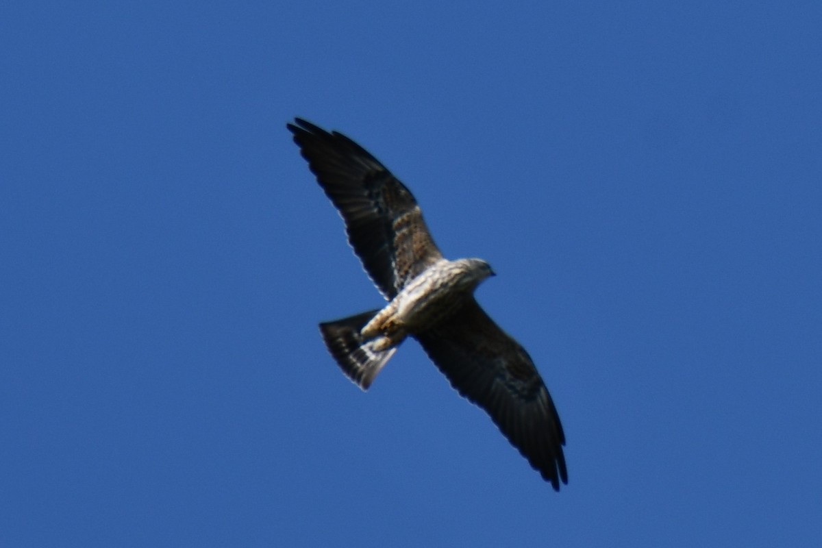 Mississippi Kite - ML641801003