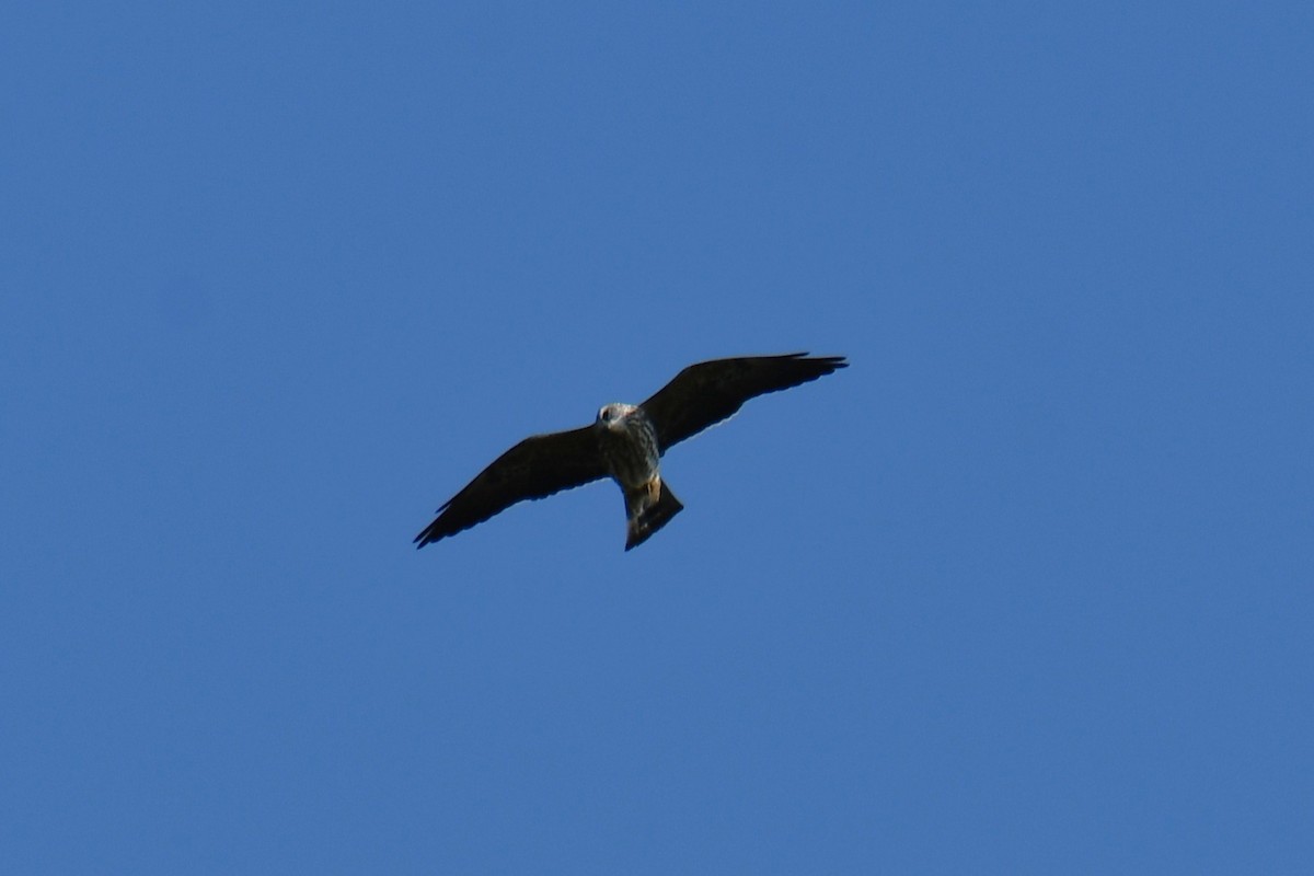 Mississippi Kite - ML641801004