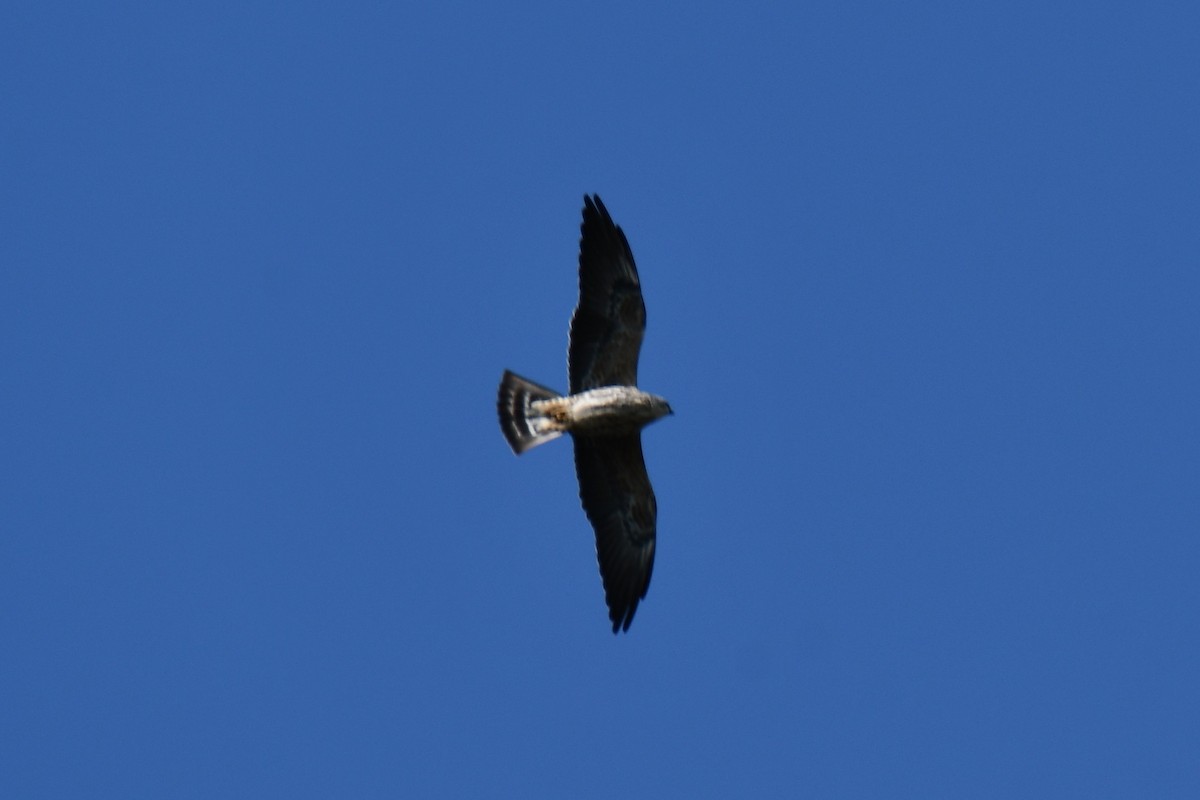 Mississippi Kite - ML641801006