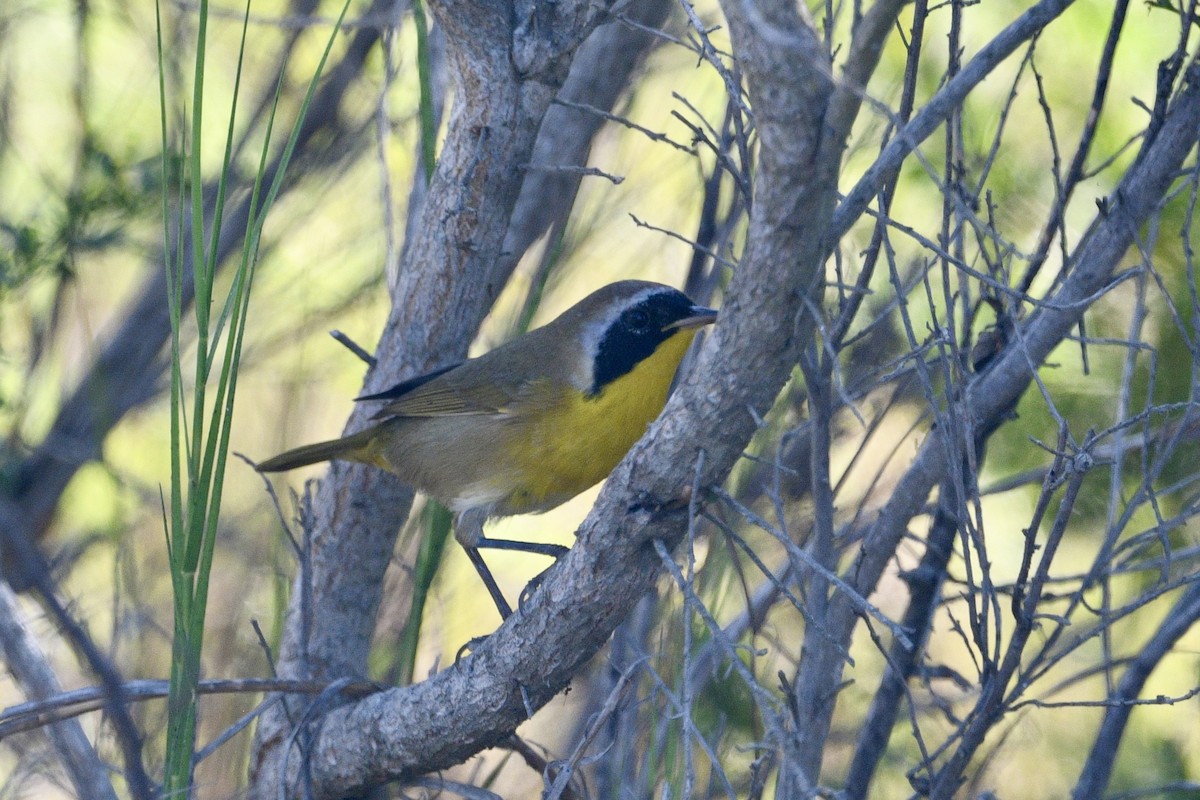 Paruline masquée - ML641801045