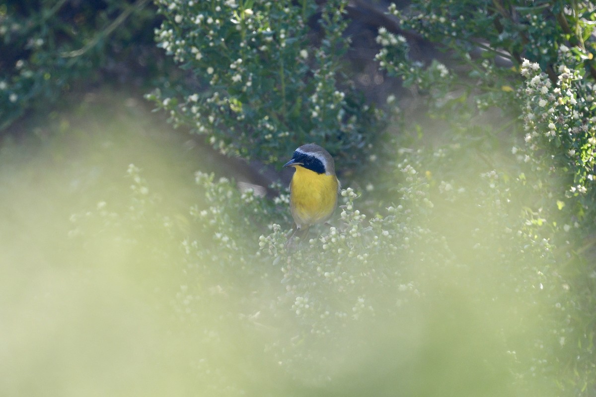 Paruline masquée - ML641801046