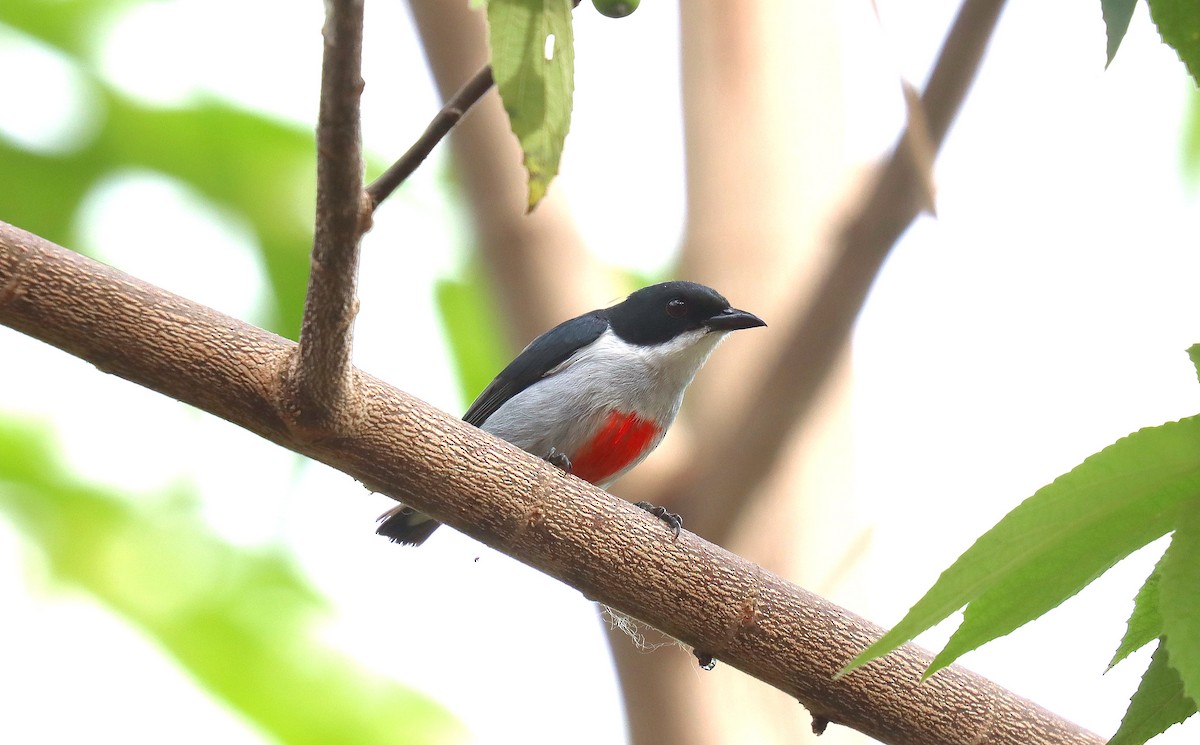 rødkjølblomsterfugl - ML641801057