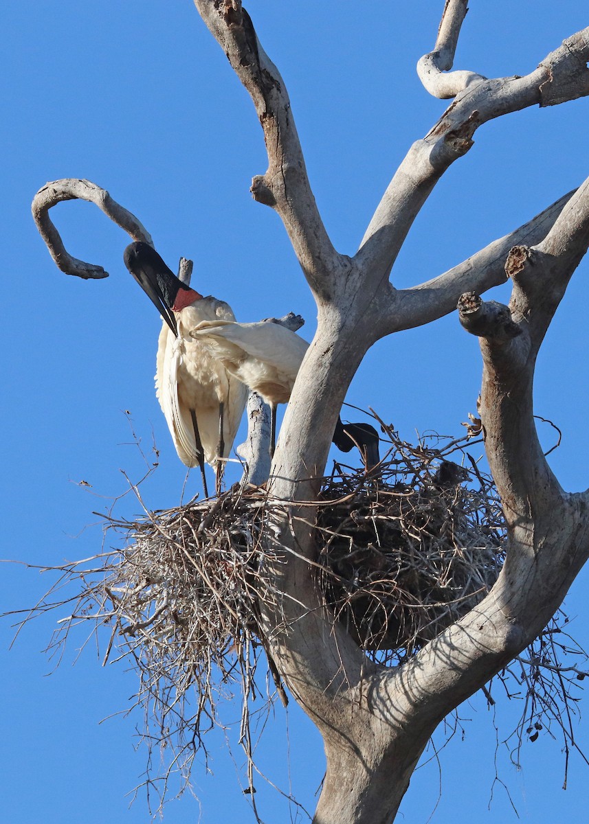 Jabiru - ML641801150