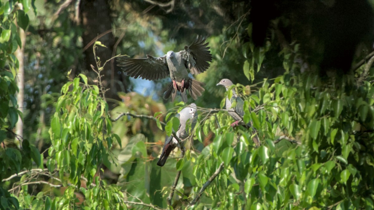 Green Imperial-Pigeon - ML641801152