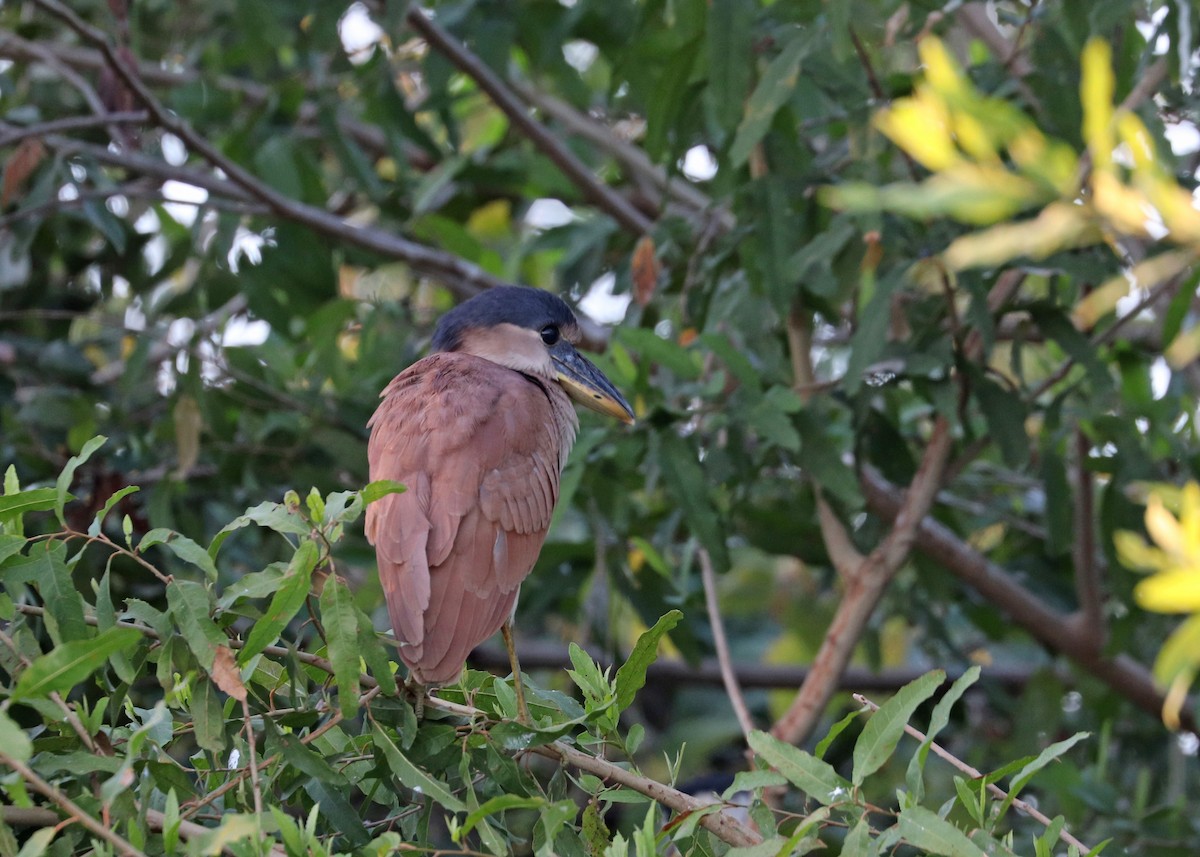 Boat-billed Heron - ML641801188