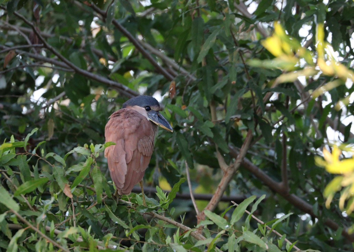 Boat-billed Heron - ML641801189