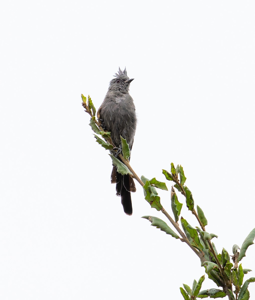 Phainopepla - ML641801208