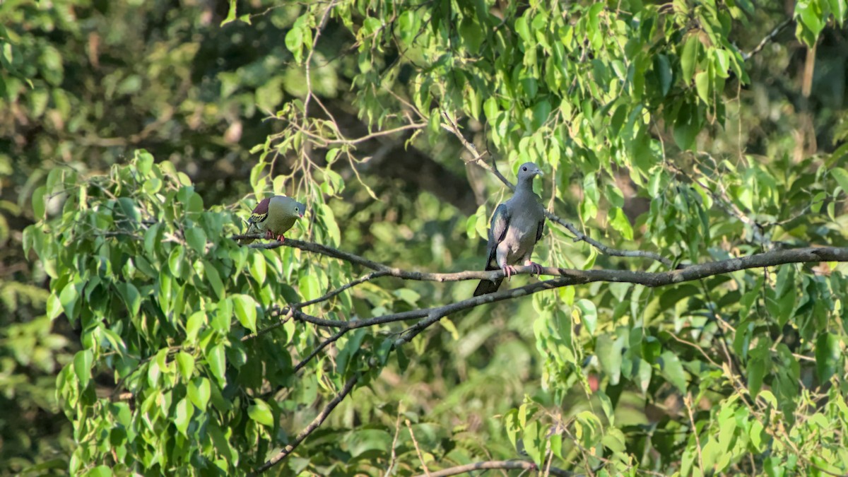 Green Imperial-Pigeon - ML641801237
