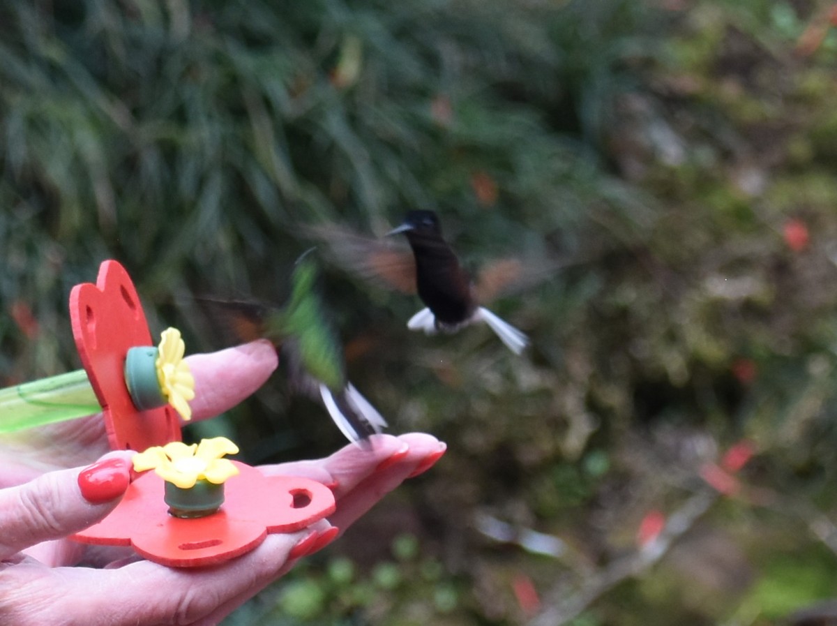 Black-bellied Hummingbird - ML641801246
