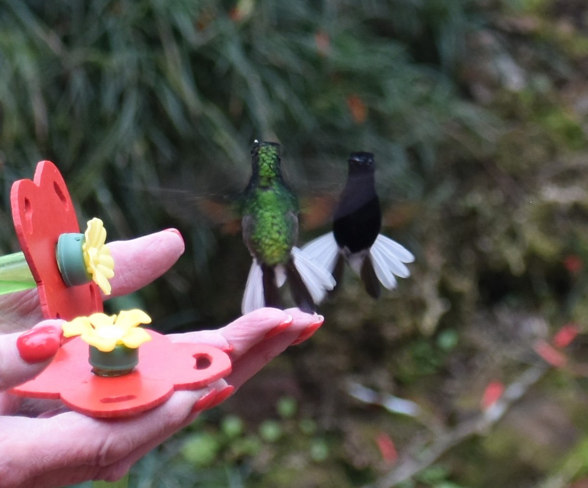 Black-bellied Hummingbird - ML641801247