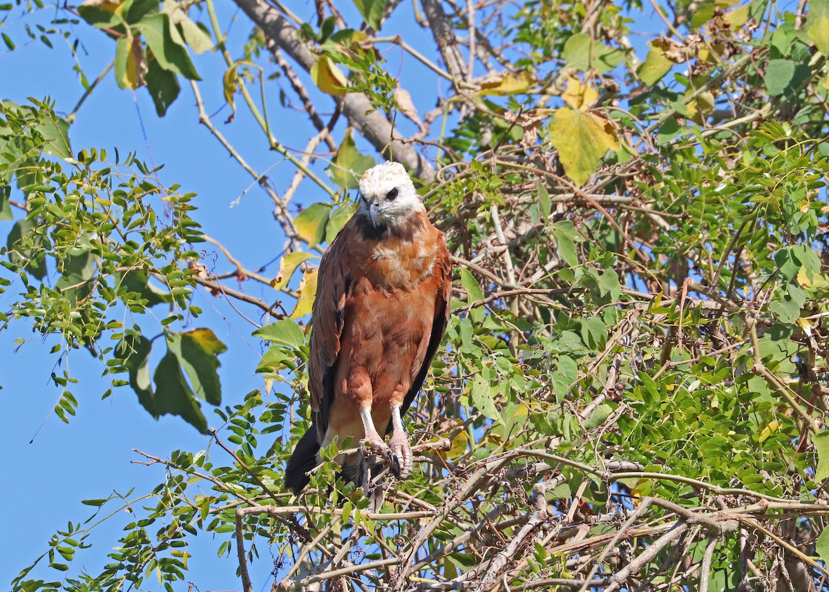 Black-collared Hawk - ML641801249