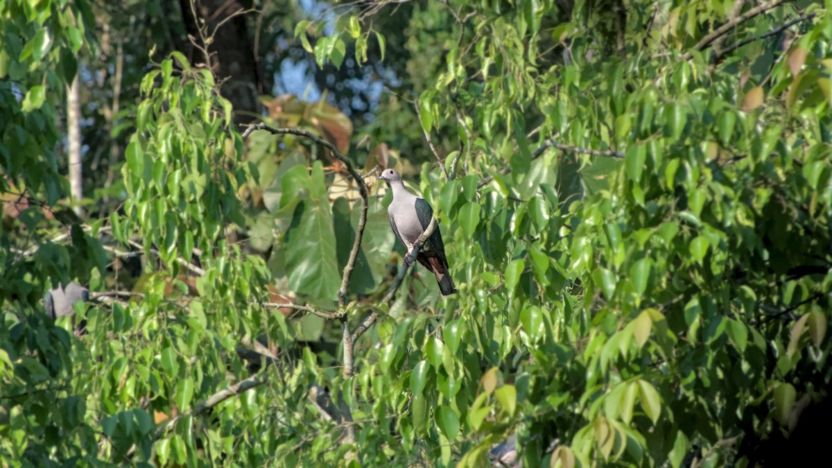 Green Imperial-Pigeon - ML641801250