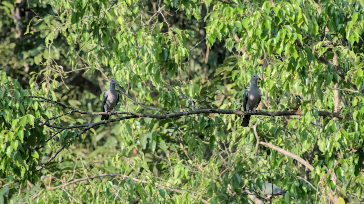 Green Imperial-Pigeon - ML641801262