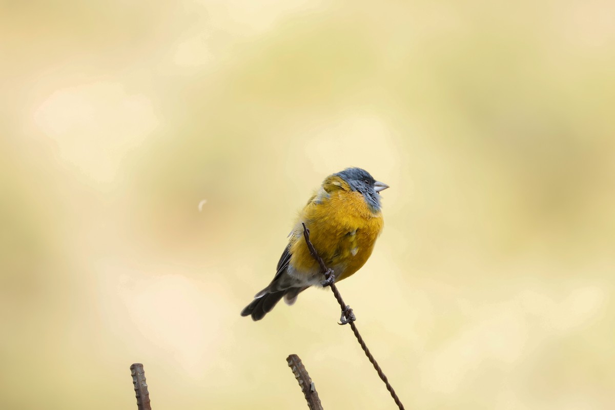 Peruvian Sierra Finch - ML641801271