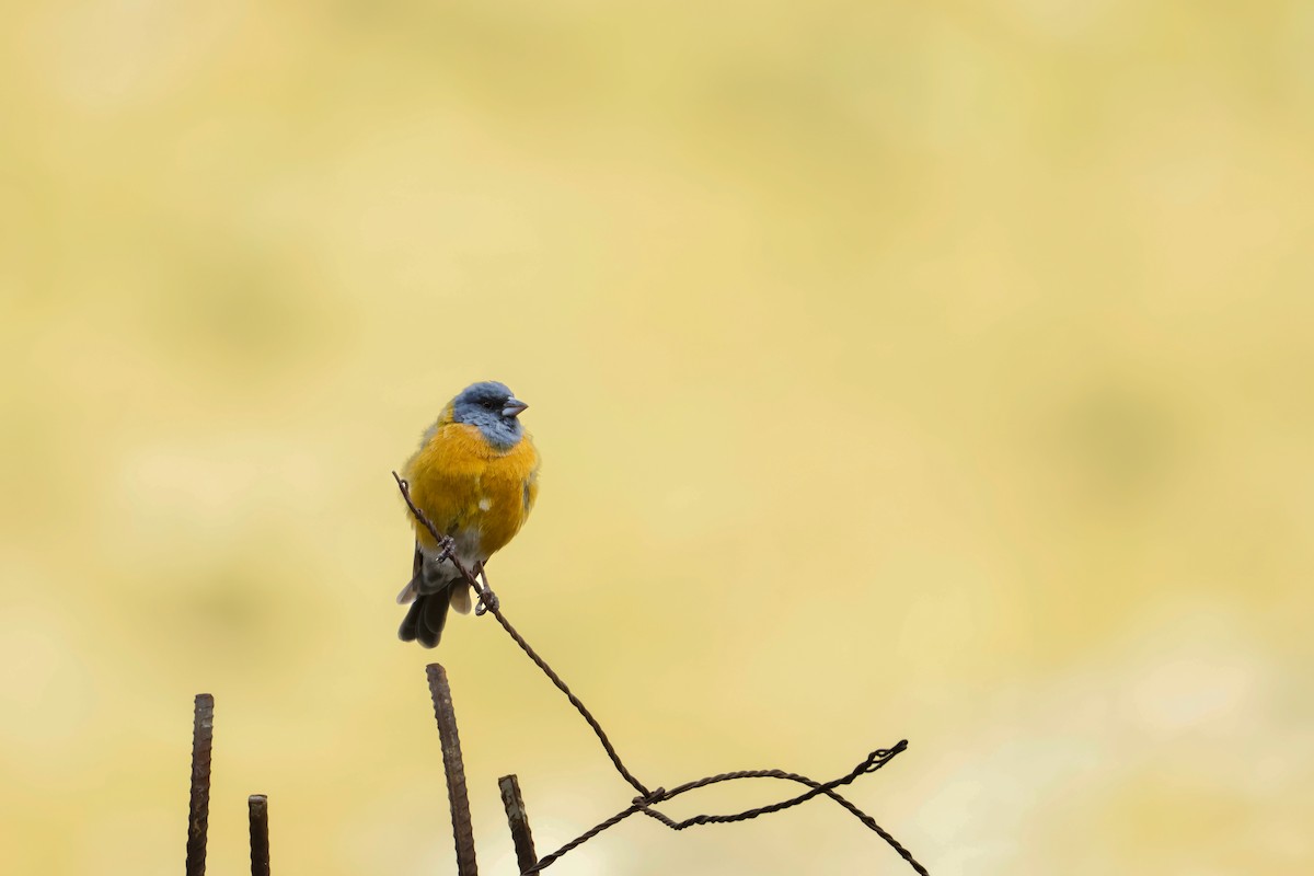 Peruvian Sierra Finch - ML641801272