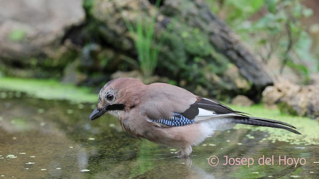 Eurasian Jay (Eurasian) - ML641801279