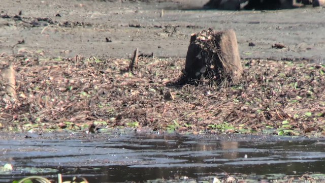 Wilson's Snipe - ML641801292
