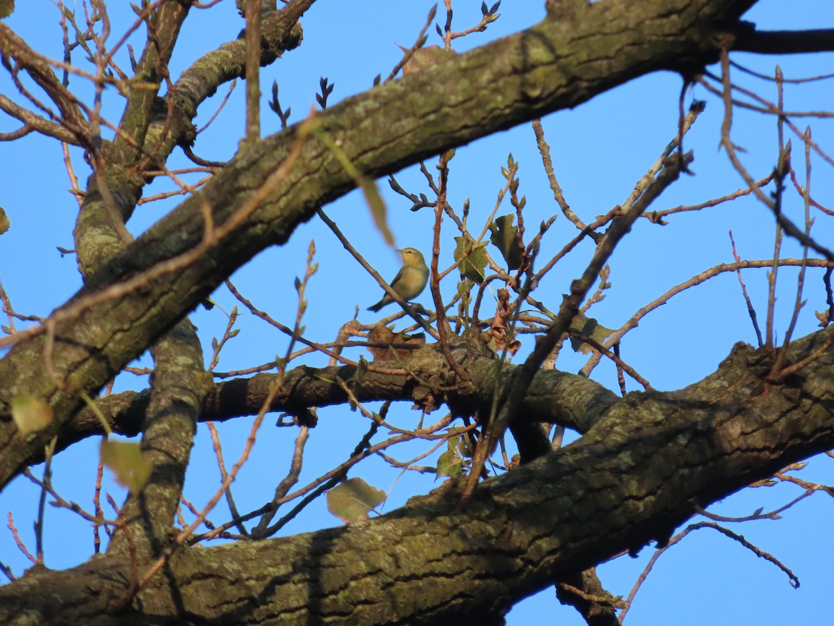 Tennessee Warbler - ML641801294