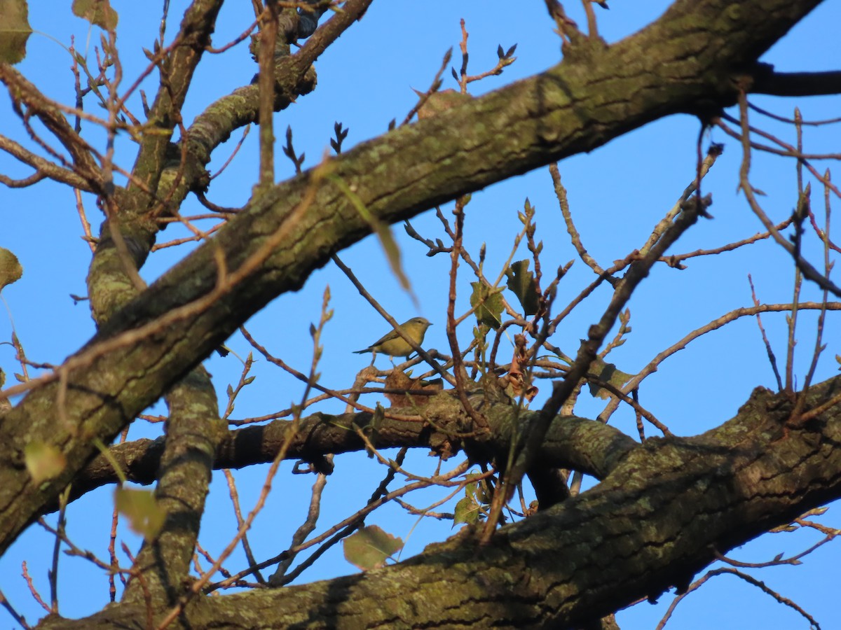 Tennessee Warbler - ML641801295