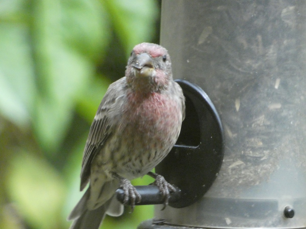 House Finch - ML641801302