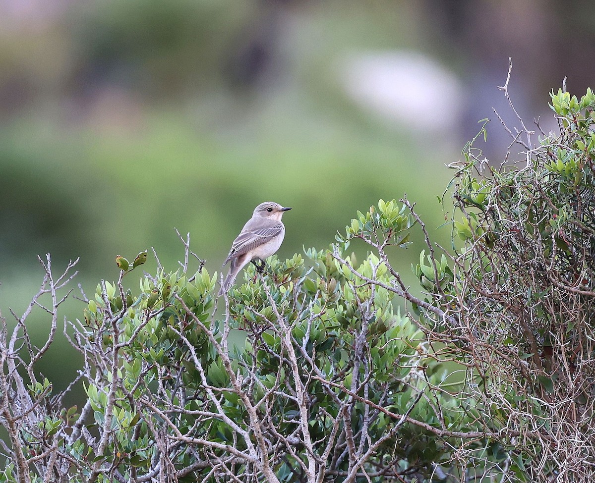 Spotted Flycatcher - ML641801303