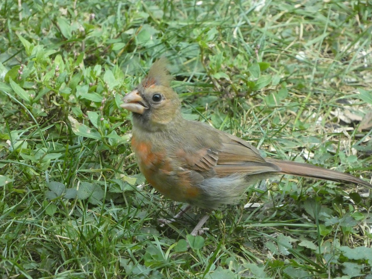 Northern Cardinal - ML641801320