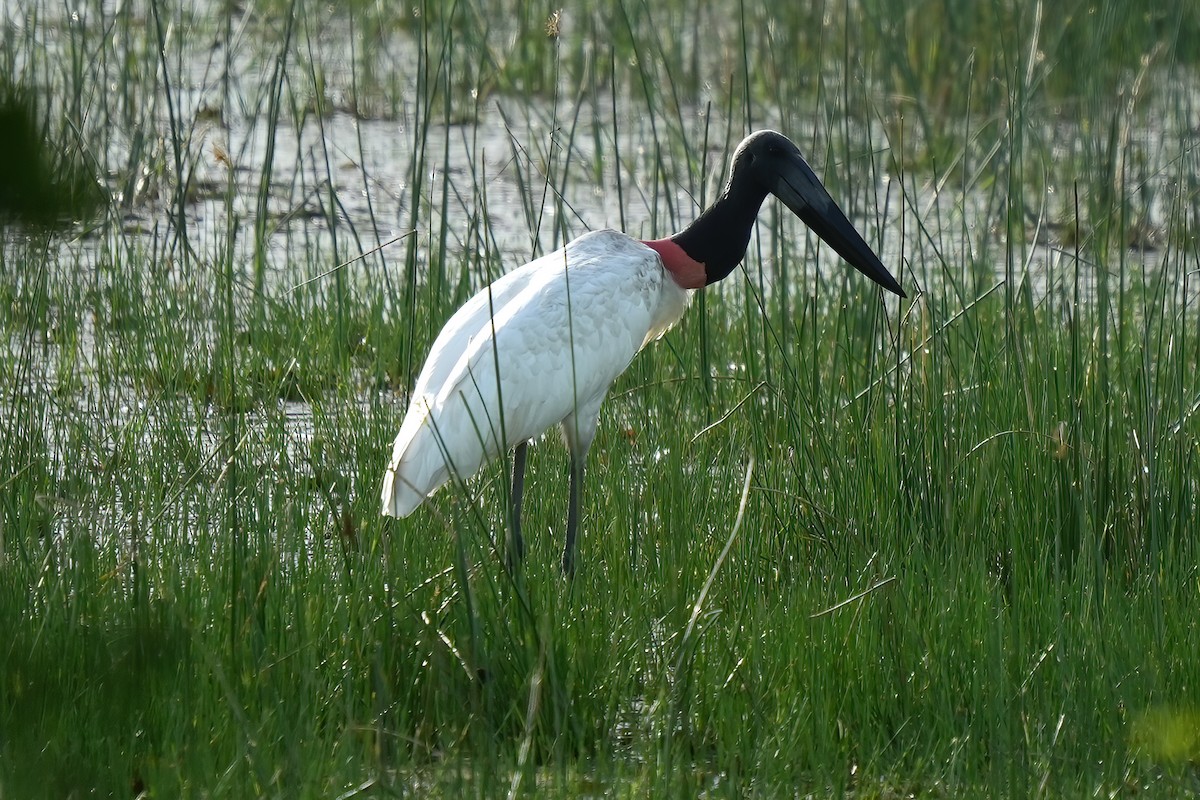 Jabiru - ML641801360