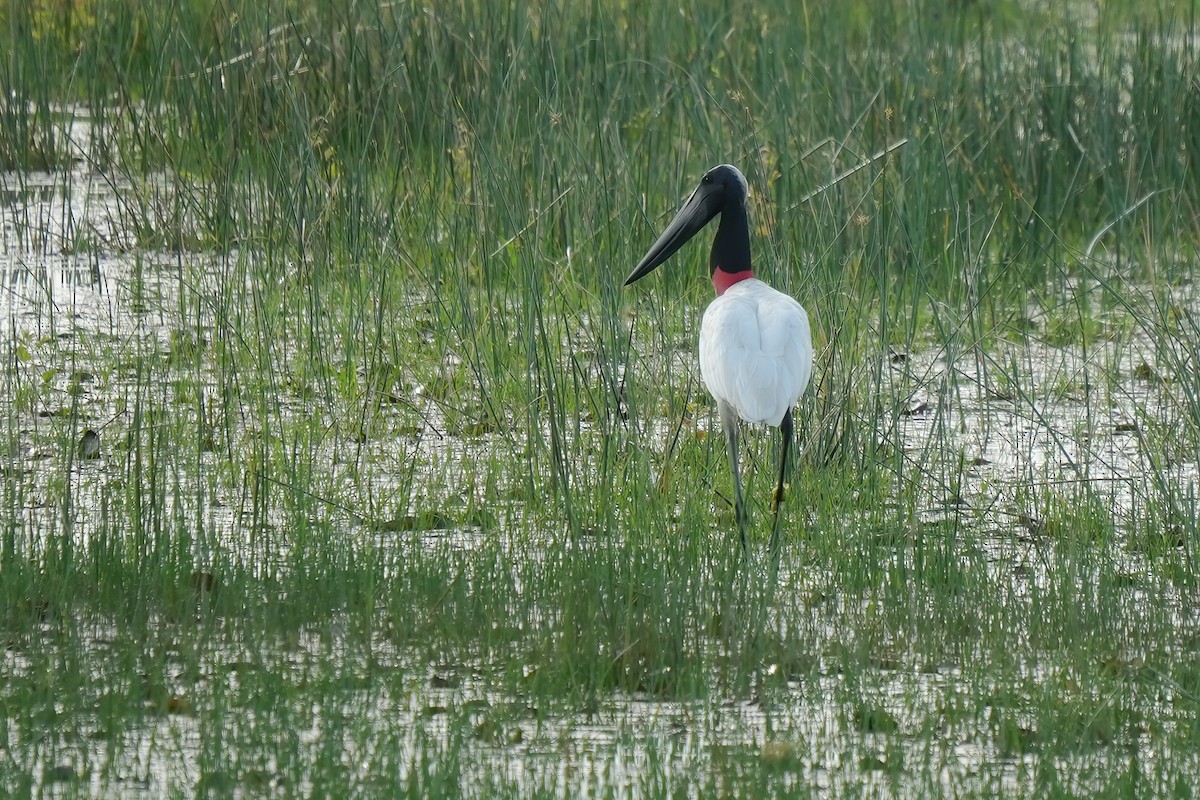 Jabiru - ML641801362